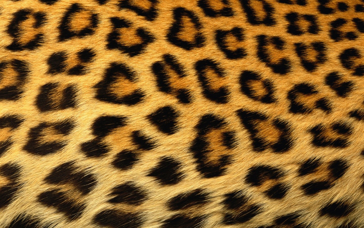 léopard 